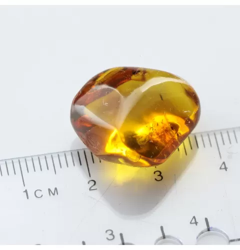 Diptera Insect inclusions in Baltic amber fossil stone