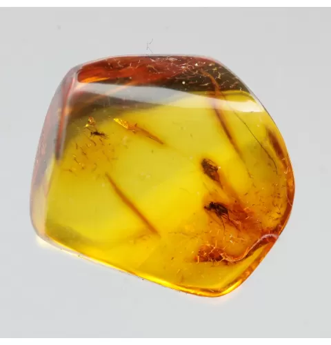 Diptera Insect inclusions in Baltic amber fossil stone