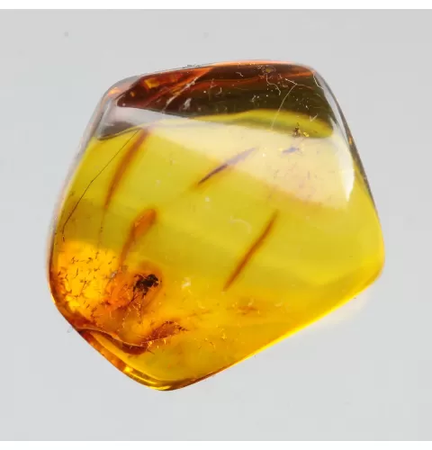 Diptera Insect inclusions in Baltic amber fossil stone