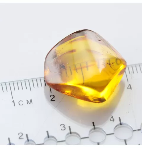 Diptera Insect inclusions in Baltic amber fossil stone