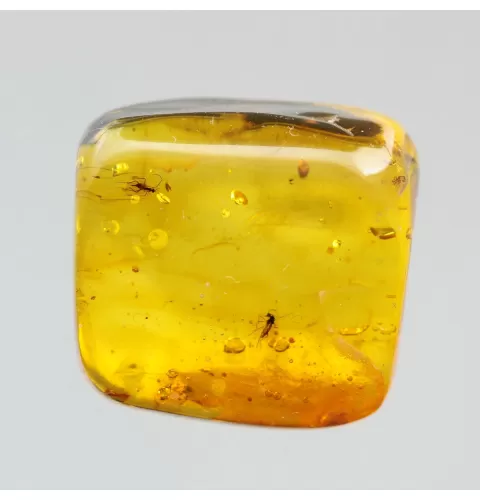 Gnats Insect inclusions in Baltic amber fossil stone
