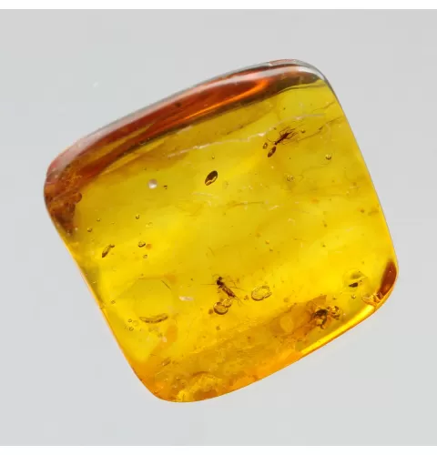 Gnats Insect inclusions in Baltic amber fossil stone