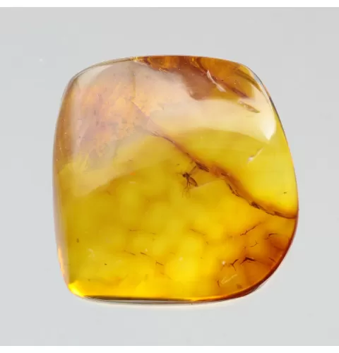 Diptera Insect inclusions in Baltic amber fossil stone