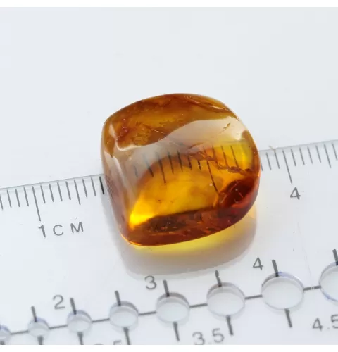 Diptera Insect inclusions in Baltic amber fossil stone