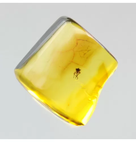 Gnat Insect inclusions in Baltic amber fossil stone
