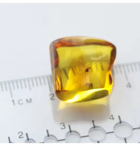 Gnat Insect inclusions in Baltic amber fossil stone