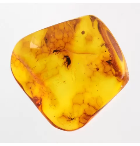 Beetle Insect inclusions in Baltic amber fossil stone