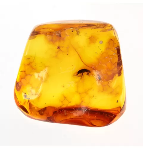 Beetle Insect inclusions in Baltic amber fossil stone