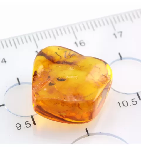 Beetle Insect inclusions in Baltic amber fossil stone