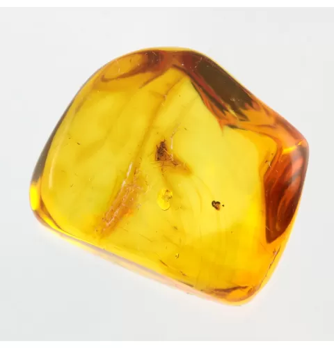 Diptera Insect inclusions in Baltic amber fossil stone