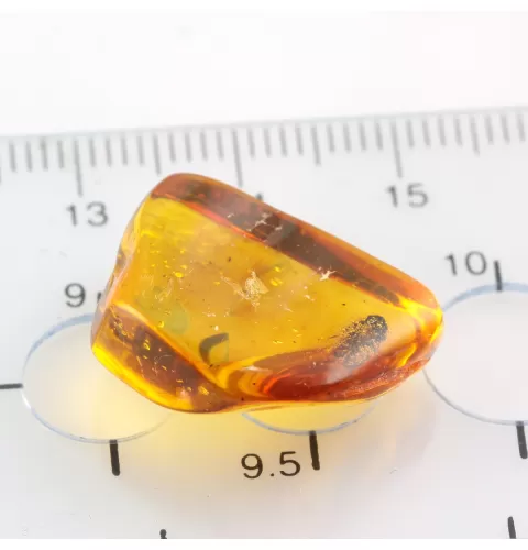 Cicada Insect inclusions in Baltic amber fossil stone