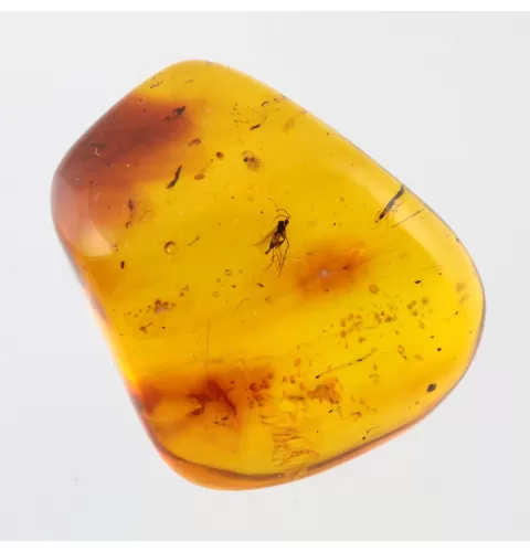 Gnat Insect inclusions in Baltic amber fossil stone
