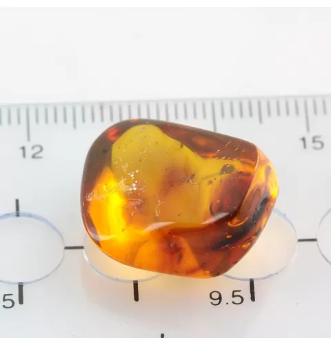 Gnat Insect inclusions in Baltic amber fossil stone