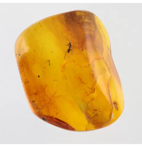 Gnat Insect inclusions in Baltic amber fossil stone