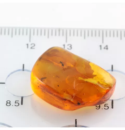 Gnat Insect inclusions in Baltic amber fossil stone