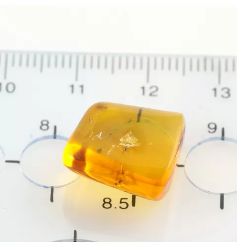 Gnat Insect inclusions in Baltic amber fossil stone