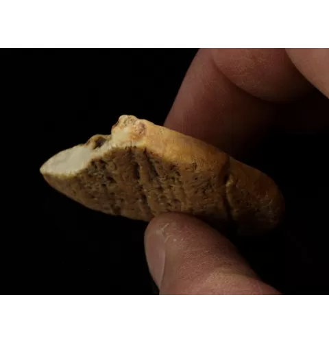 Raw Rough Genuine Baltic amber 10g Stone