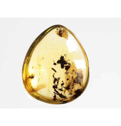 Diptera Insect inclusions in Baltic amber fossil amulet stone