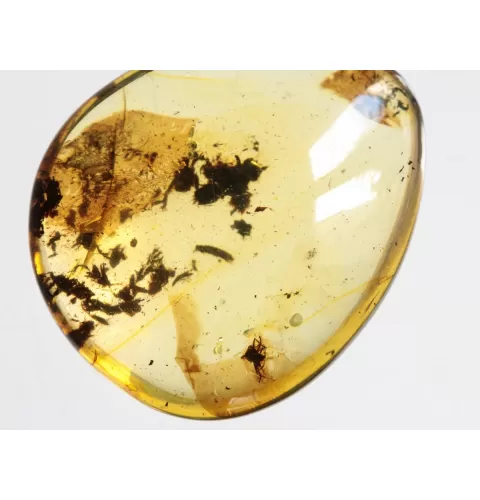 Diptera Insect inclusions in Baltic amber fossil amulet stone
