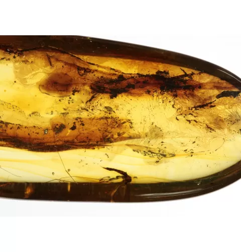 Crane Fly Insect inclusions in Baltic amber fossil amulet stone