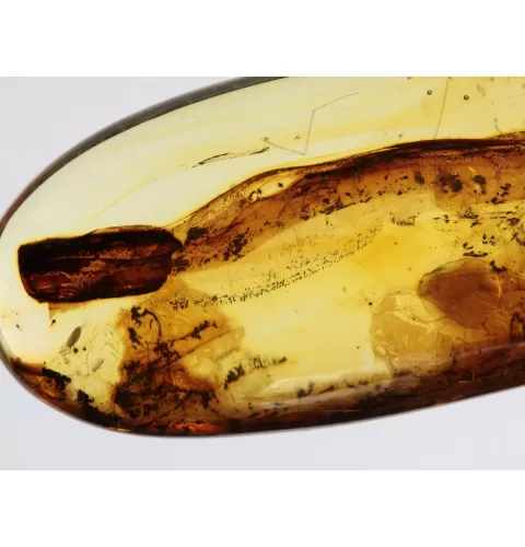 Crane Fly Insect inclusions in Baltic amber fossil amulet stone