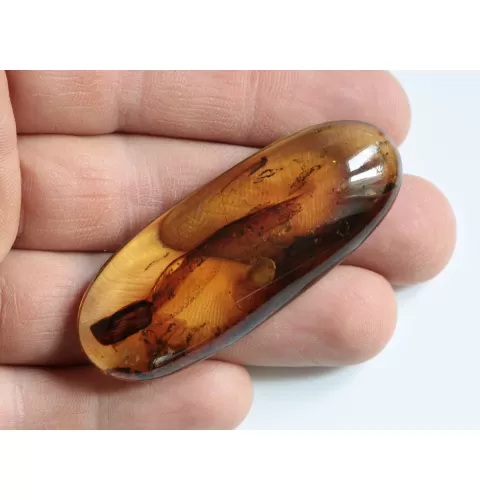 Crane Fly Insect inclusions in Baltic amber fossil amulet stone