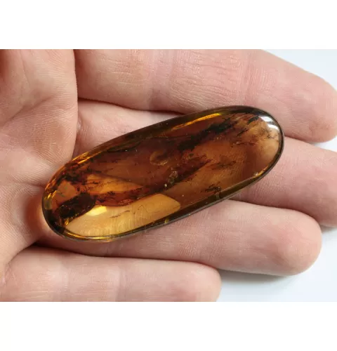 Crane Fly Insect inclusions in Baltic amber fossil amulet stone