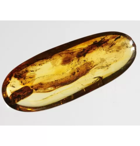 Crane Fly Insect inclusions in Baltic amber fossil amulet stone