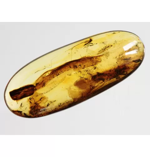 Crane Fly Insect inclusions in Baltic amber fossil amulet stone