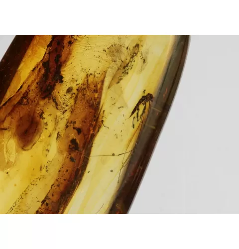 Crane Fly Insect inclusions in Baltic amber fossil amulet stone