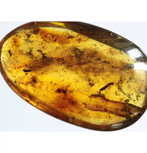 Swarm Insect inclusions in Baltic amber fossil amulet stone