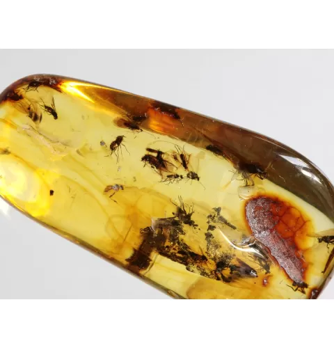 Swarm Insect inclusions in Baltic amber fossil big stone