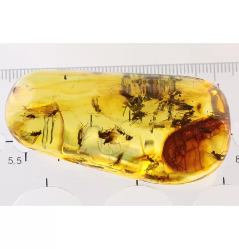 Swarm Insect inclusions in Baltic amber fossil big stone