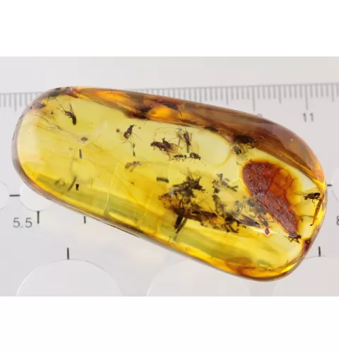 Swarm Insect inclusions in Baltic amber fossil big stone