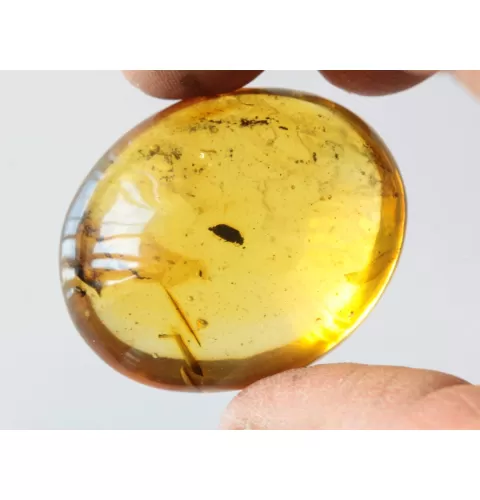Beetle Insect inclusions in Baltic amber fossil amulet stone