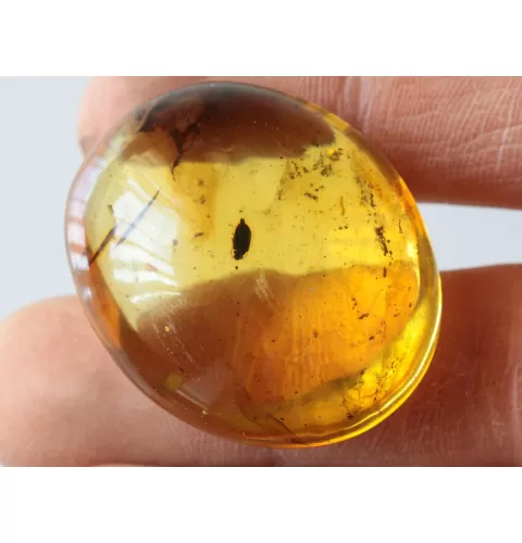 Beetle Insect inclusions in Baltic amber fossil amulet stone
