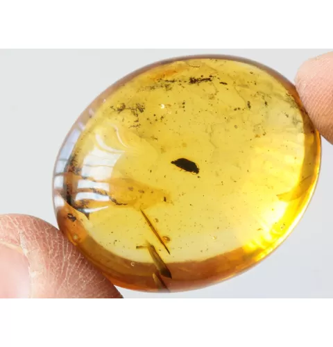 Beetle Insect inclusions in Baltic amber fossil amulet stone