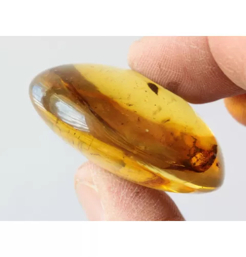 Beetle Insect inclusions in Baltic amber fossil amulet stone