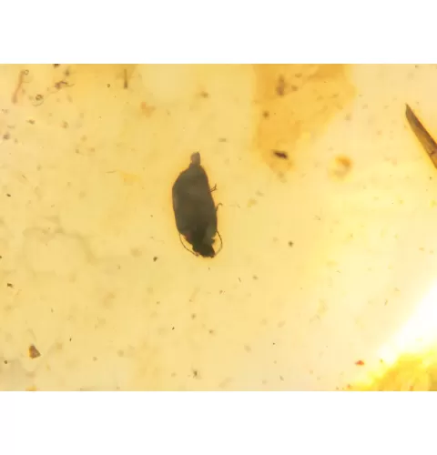 Beetle Insect inclusions in Baltic amber fossil amulet stone