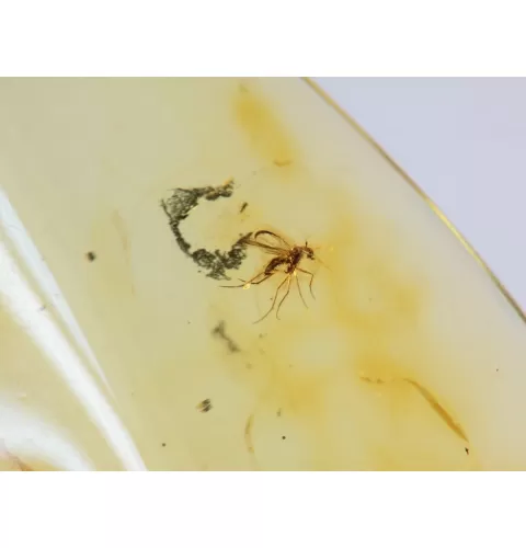 Gnat Insect inclusions in Baltic amber fossil amulet stone