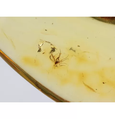 Gnat Insect inclusions in Baltic amber fossil amulet stone
