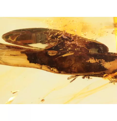 Rare Stalactite Free-Shaped Baltic Amber Stone
