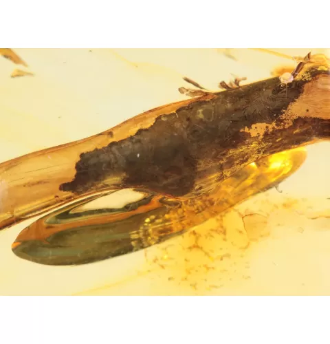 Rare Stalactite Free-Shaped Baltic Amber Stone