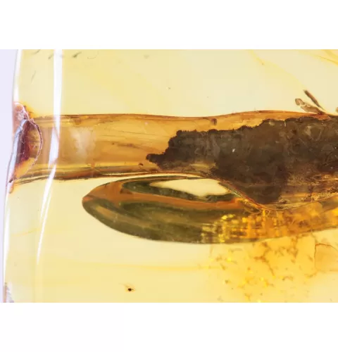 Rare Stalactite Free-Shaped Baltic Amber Stone