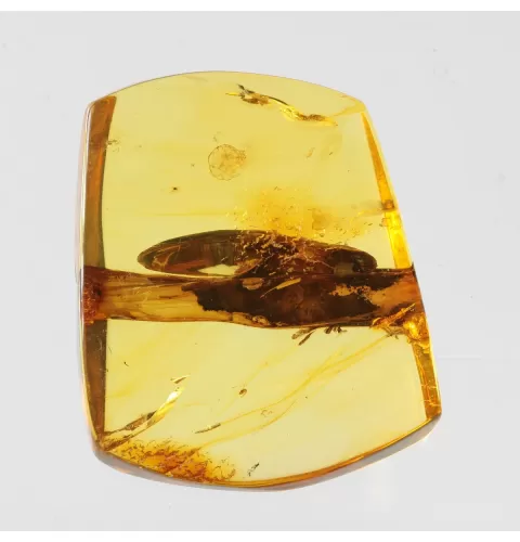 Rare Stalactite Free-Shaped Baltic Amber Stone