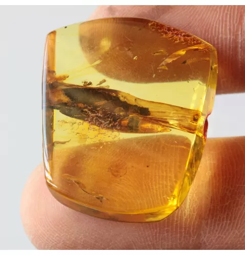 Rare Stalactite Free-Shaped Baltic Amber Stone