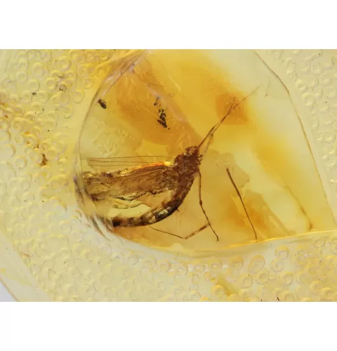 Matfly Insect in Carved Amulet Baltic amber fossil pendant