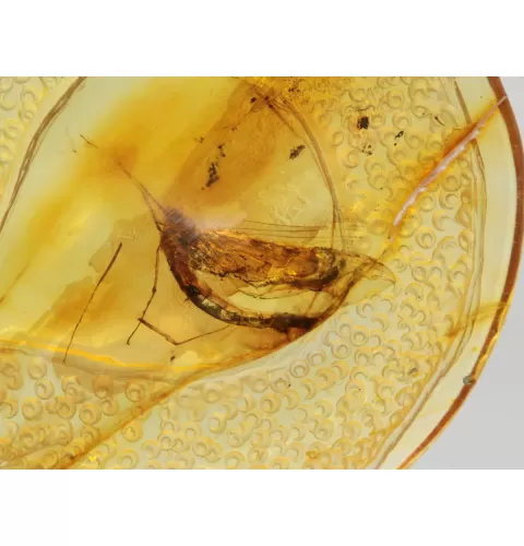 Matfly Insect in Carved Amulet Baltic amber fossil pendant