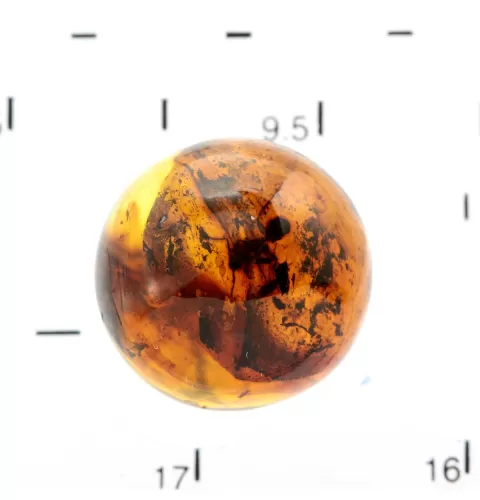 Sphere Round Baltic amber fossil w insect inclusion