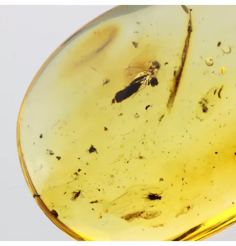 Drop Baltic amber pendulum pendant w insect inclusion